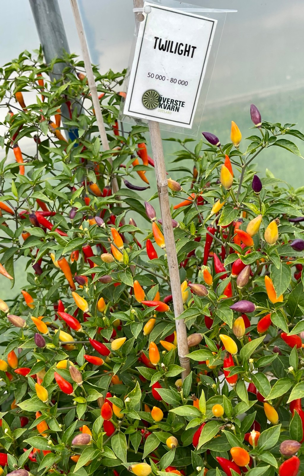 Chilin poltetta Gotlannissa