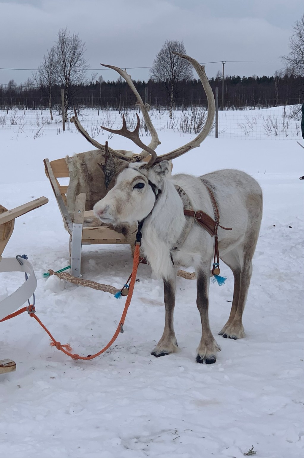 Lappilainen savuporopasta