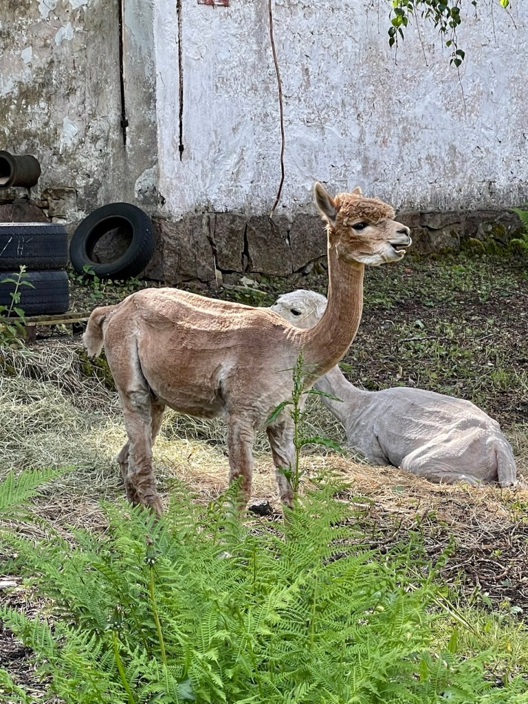 alpaca Mathildedal ruukkikylässä