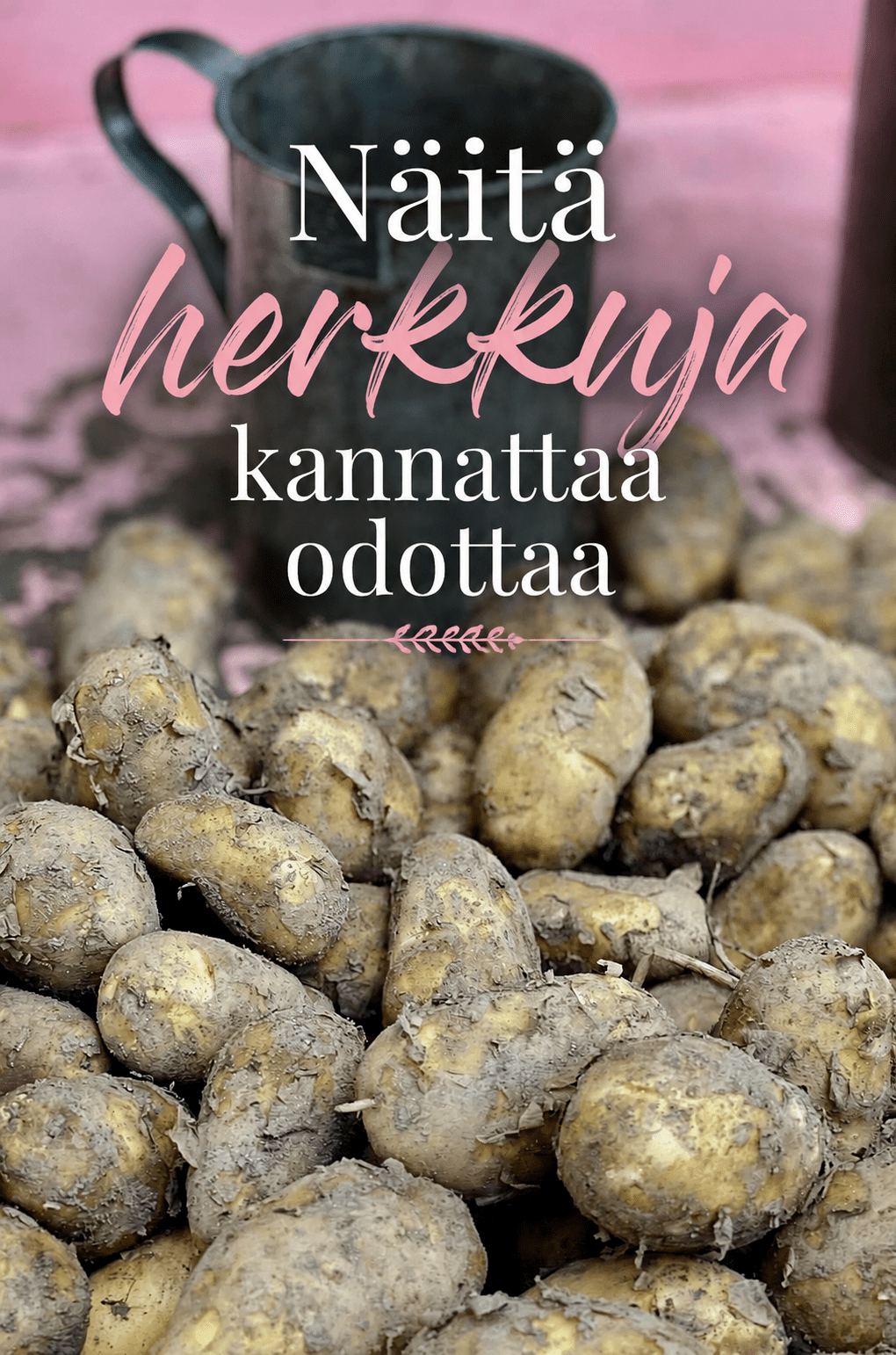 TIINAN RUOKAPÖYDÄSSÄ: Uusi peruna, parsa ja mansikka – herkkuja, joita kannattaa&nbsp;odottaa